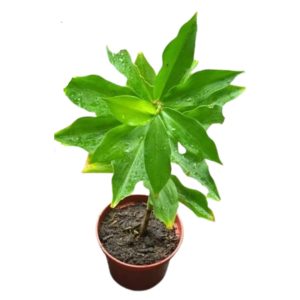 ১ টি পলিতে ২ টি ইনসুলিন প্ল্যান্ট