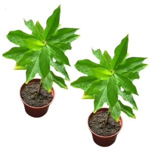 ২ টি পলিতে ৪ টি ইনসুলিন প্ল্যান্ট